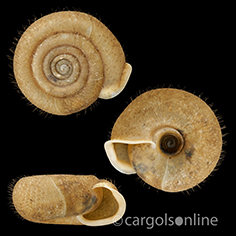 IMG_detallada/Helicodonta obvoluta obvoluta.jpg